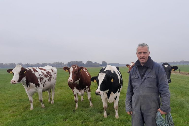 Boer Toon staat in de wei bij zijn koeien