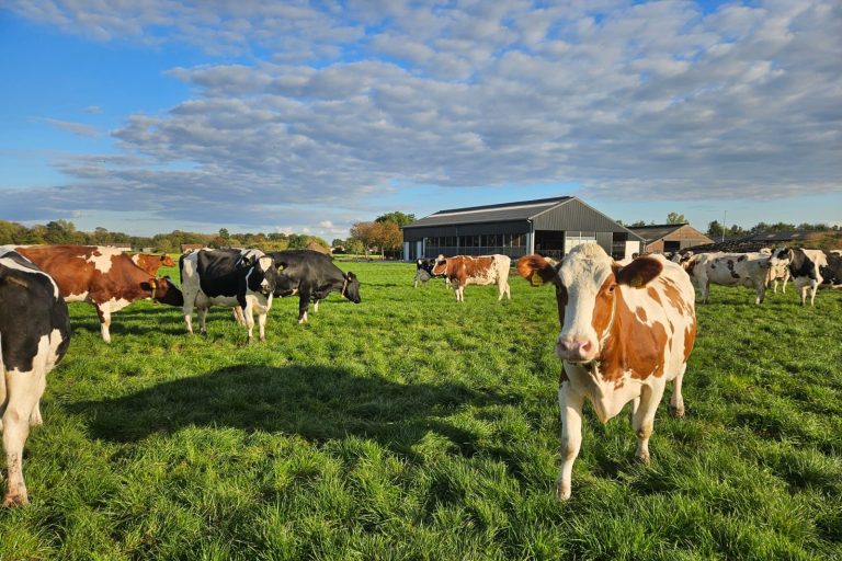 De koeien lopen buiten in de wei, ze eten vers gras